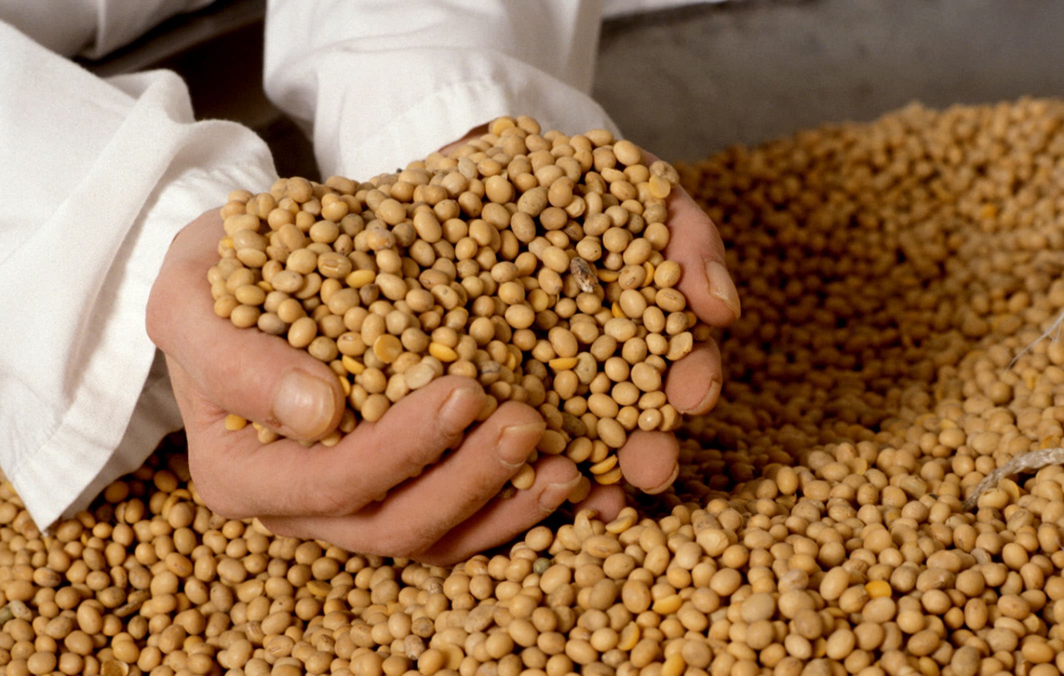Soybean Grain GMO